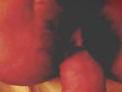 Tayvan malika qattiq qilli mushuk